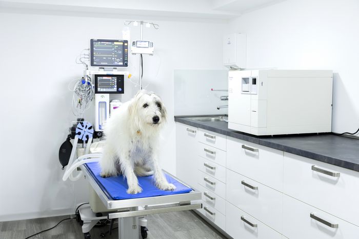 Weichteil-OP mit Inhalationsnarkose